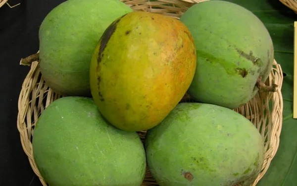 Vanraj_Mango_Plant_Grafted_Plant_Height_1.5-2_Feet_Hybrid_Mango_Tree_Fruit_After_2-3_Years_Aam_King_Of_Fruits_Plant_For_Home_Garden_Fruit
