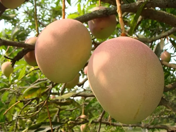 Vanraj_Mango_Plant_Grafted_Plant_Height_1.5-2_Feet_Hybrid_Mango_Tree_Fruit_After_2-3_Years_Aam_King_Of_Fruits_Plant_For_Home_Garden_Fruit