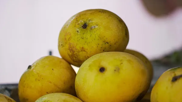 Vanraj_Mango_Plant_Grafted_Plant_Height_1.5-2_Feet_Hybrid_Mango_Tree_Fruit_After_2-3_Years_Aam_King_Of_Fruits_Plant_For_Home_Garden_Fruit