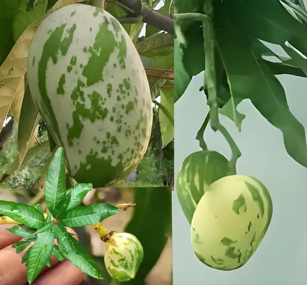 Variegated_Mango_Live_Plant_-_(Height_1.5-2_Feet)_Ultimate_Collection_Of_Chalta_Khas_Thai_Variety_-_Experience_The_Unique_Beauty_And_Flavor_Of_These_Exquisite_Trees_For_Your_Home_Garden