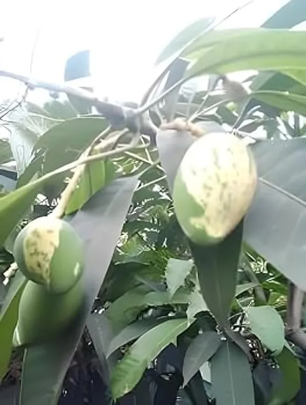 Variegated_Mango_Live_Plant_-_(Height_1.5-2_Feet)_Ultimate_Collection_Of_Chalta_Khas_Thai_Variety_-_Experience_The_Unique_Beauty_And_Flavor_Of_These_Exquisite_Trees_For_Your_Home_Garden