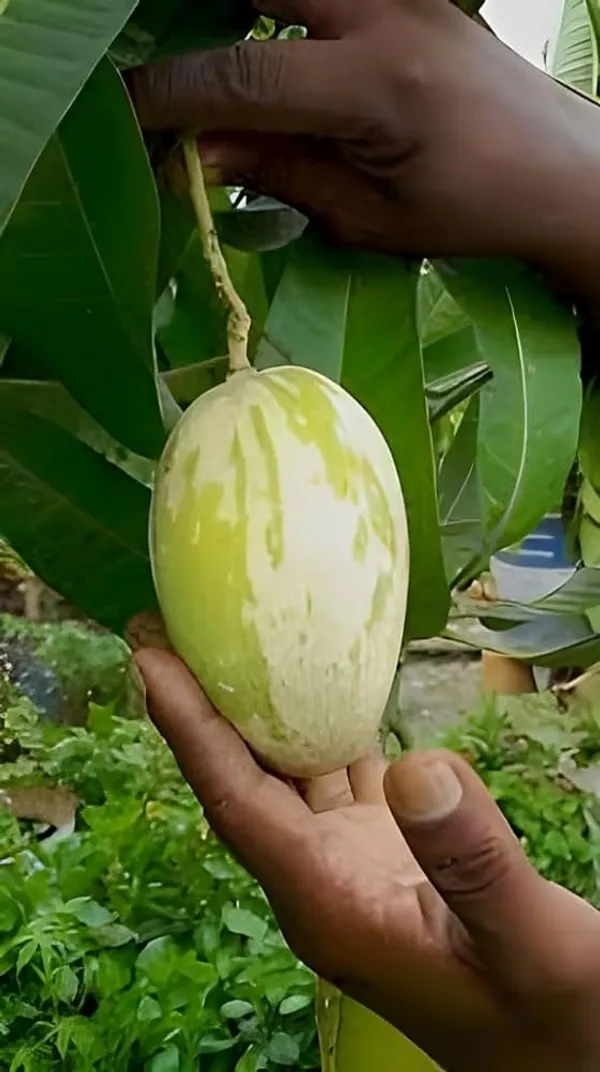 Variegated_Mango_Live_Plant_-_(Height_1.5-2_Feet)_Ultimate_Collection_Of_Chalta_Khas_Thai_Variety_-_Experience_The_Unique_Beauty_And_Flavor_Of_These_Exquisite_Trees_For_Your_Home_Garden