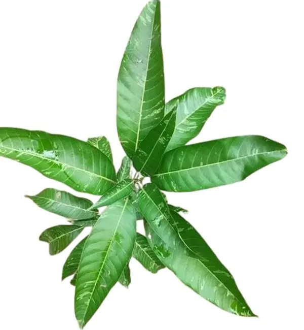 Variegated_Mango_Live_Plant_-_(Height_1.5-2_Feet)_Ultimate_Collection_Of_Chalta_Khas_Thai_Variety_-_Experience_The_Unique_Beauty_And_Flavor_Of_These_Exquisite_Trees_For_Your_Home_Garden