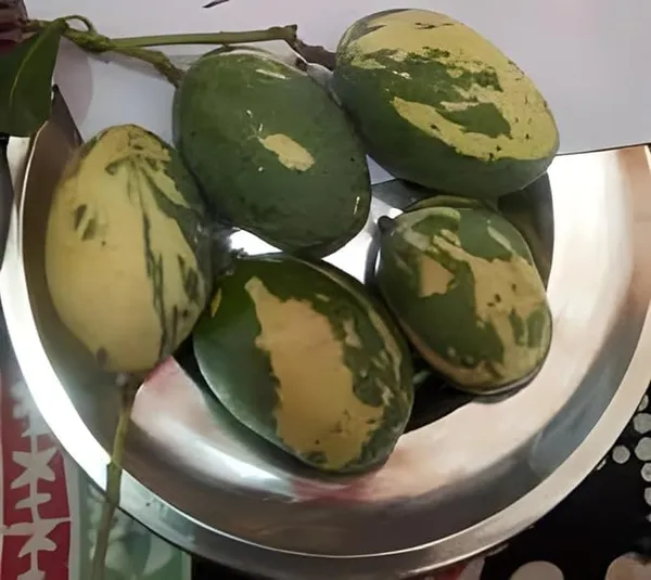 Variegated_Mango_Live_Plant_-_(Height_1.5-2_Feet)_Ultimate_Collection_Of_Chalta_Khas_Thai_Variety_-_Experience_The_Unique_Beauty_And_Flavor_Of_These_Exquisite_Trees_For_Your_Home_Garden