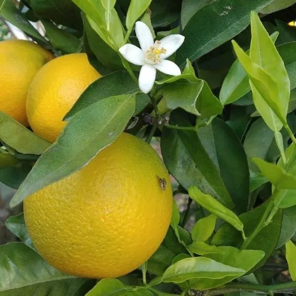 Pack_Of_1_-_Vietnam_Malta_Plant_Height_2-3_FeetVietnam_Malta_All_Time_Plants_Variety_Grafted_Fruit_Live_Plants_For_Home_Garden_Vietnam_Malta_Mosambi