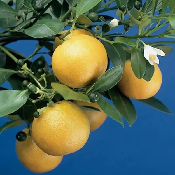 Pack_Of_1_-_Vietnam_Malta_Plant_Height_2-3_FeetVietnam_Malta_All_Time_Plants_Variety_Grafted_Fruit_Live_Plants_For_Home_Garden_Vietnam_Malta_Mosambi