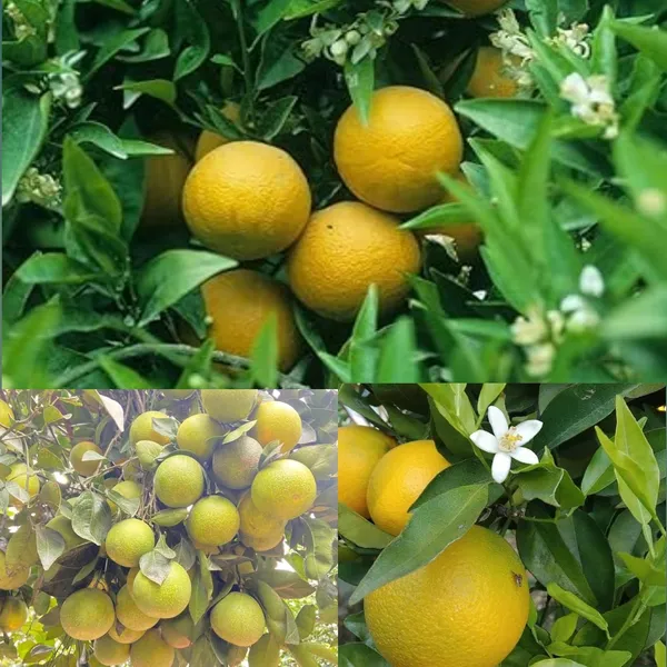 Pack_Of_1_-_Vietnam_Malta_Plant_Height_2-3_FeetVietnam_Malta_All_Time_Plants_Variety_Grafted_Fruit_Live_Plants_For_Home_Garden_Vietnam_Malta_Mosambi