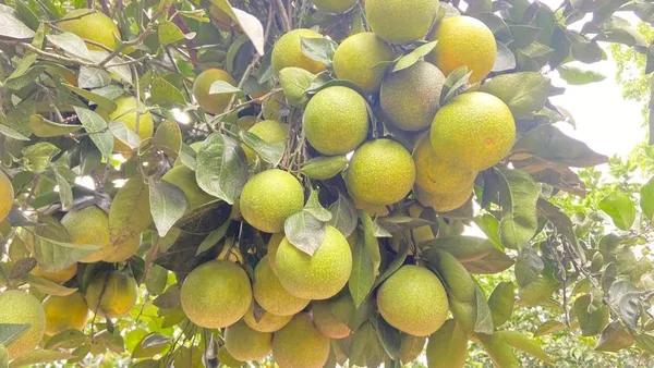 Pack_Of_1_-_Vietnam_Malta_Plant_Height_2-3_FeetVietnam_Malta_All_Time_Plants_Variety_Grafted_Fruit_Live_Plants_For_Home_Garden_Vietnam_Malta_Mosambi