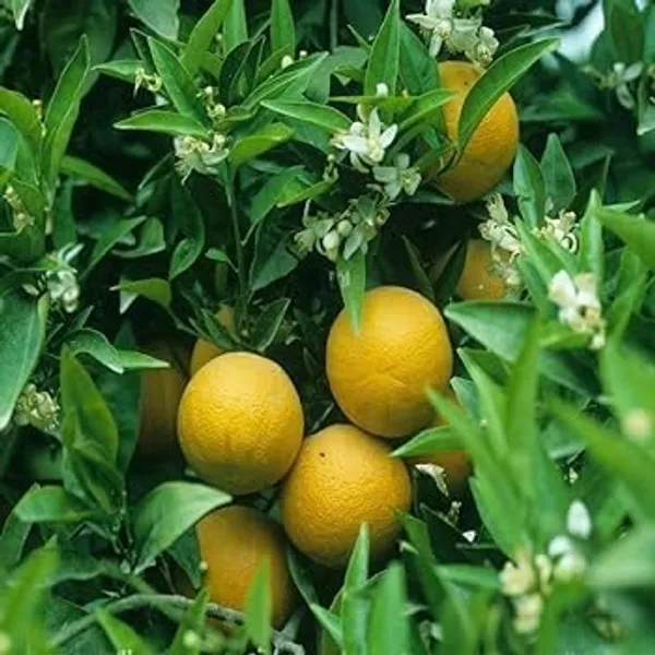 Pack_Of_1_-_Vietnam_Malta_Plant_Height_2-3_FeetVietnam_Malta_All_Time_Plants_Variety_Grafted_Fruit_Live_Plants_For_Home_Garden_Vietnam_Malta_Mosambi