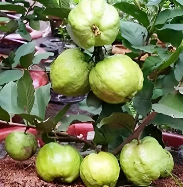 Combo_2White_Guava_Indonesian_Seedless_Air_Layered_Plant_Height_1.5-2_Feet_Hybrid_Guava_Tree_Amrood_Fruit_Plant'_Height_Live_Plant_For_Home_Garden