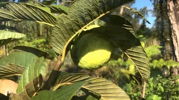 Combo_2White_Guava_Indonesian_Seedless_Air_Layered_Plant_Height_1.5-2_Feet_Hybrid_Guava_Tree_Amrood_Fruit_Plant'_Height_Live_Plant_For_Home_Garden