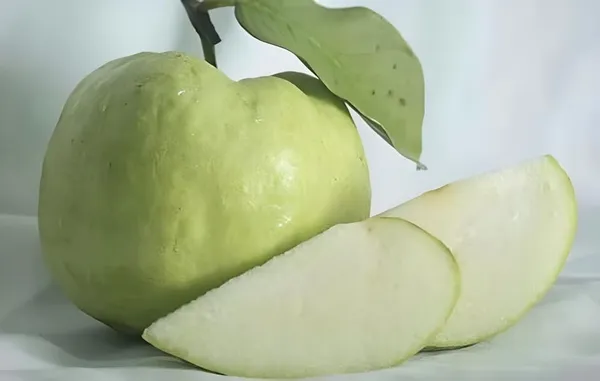 Combo_2White_Guava_Indonesian_Seedless_Air_Layered_Plant_Height_1.5-2_Feet_Hybrid_Guava_Tree_Amrood_Fruit_Plant'_Height_Live_Plant_For_Home_Garden