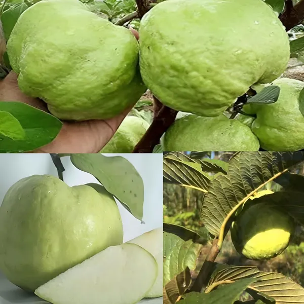 Combo_2White_Guava_Indonesian_Seedless_Air_Layered_Plant_Height_1.5-2_Feet_Hybrid_Guava_Tree_Amrood_Fruit_Plant'_Height_Live_Plant_For_Home_Garden