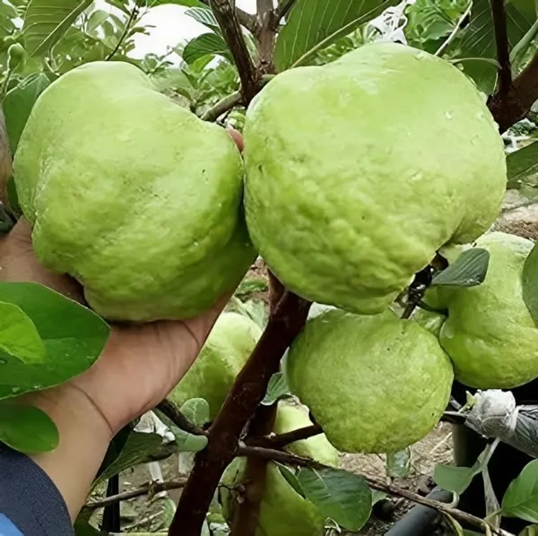 Combo_2White_Guava_Indonesian_Seedless_Air_Layered_Plant_Height_1.5-2_Feet_Hybrid_Guava_Tree_Amrood_Fruit_Plant'_Height_Live_Plant_For_Home_Garden