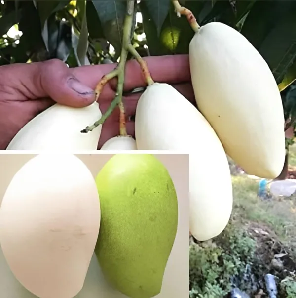 Nursery_Thai_All_Time_White_Hybrid_Mango_Plant_For_Home_Garden