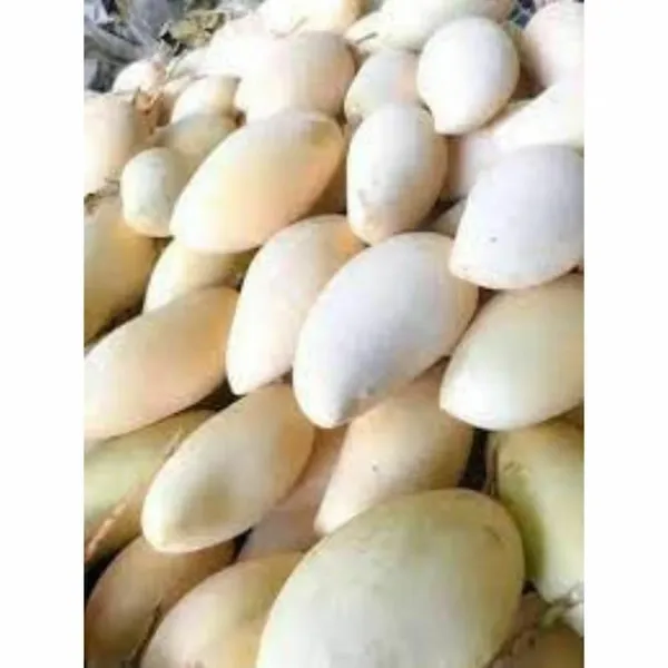 Nursery_Thai_All_Time_White_Hybrid_Mango_Plant_For_Home_Garden