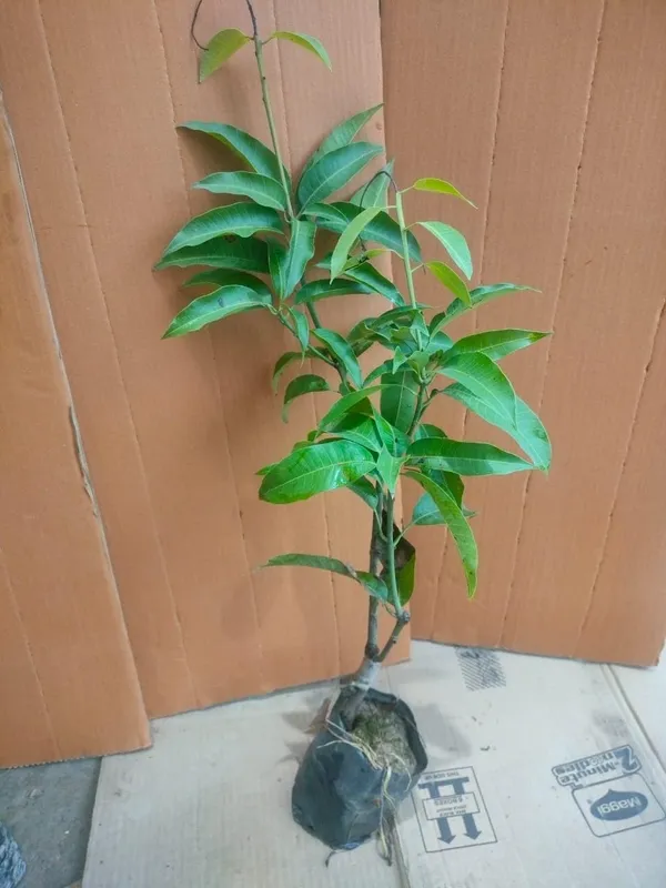 Baramasi_Sadabahar_Mango_Plant_Grafted_Hybrid_Healthy_All_Time_Mango_Plant_Grafted_Plant,_1.5-2_Feet_Height_Live_Plant_For_Home_Garden