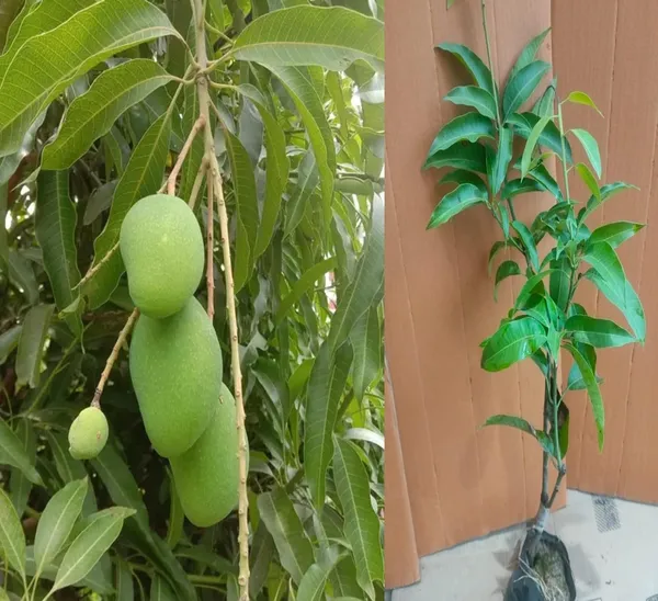 Baramasi_Sadabahar_Mango_Plant_Grafted_Hybrid_Healthy_All_Time_Mango_Plant_Grafted_Plant,_1.5-2_Feet_Height_Live_Plant_For_Home_Garden