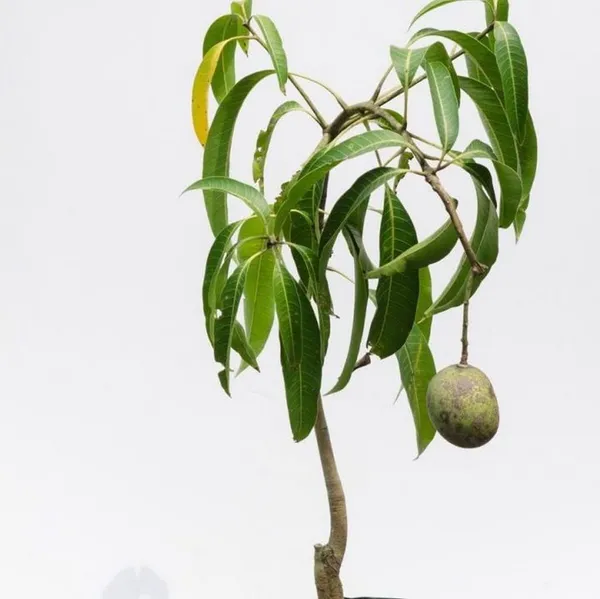 Baramasi_Sadabahar_Mango_Plant_Grafted_Hybrid_Healthy_All_Time_Mango_Plant_Grafted_Plant,_1.5-2_Feet_Height_Live_Plant_For_Home_Garden