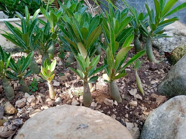 Adenium_Desert_Rose_Flower_Plant_Hybrid