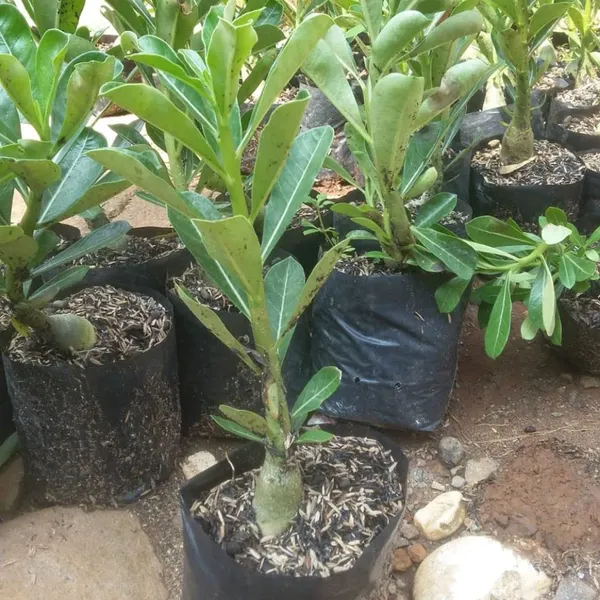 Adenium_Desert_Rose_Flower_Plant_Hybrid_Multi_Color_Tree