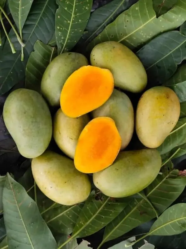 Black_Stone_Mango_Plant_+_Amrapali_Mango_Tree_Height_1.5-2_Feet_Live_Grafted_Hybrid_Variety_Black_Mango_King_Of_Fruits_Live_Plant_For_Home_Garden