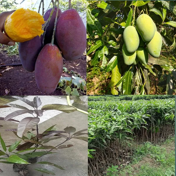 Black_Stone_Mango_Plant_+_Amrapali_Mango_Tree_Height_1.5-2_Feet_Live_Grafted_Hybrid_Variety_Black_Mango_King_Of_Fruits_Live_Plant_For_Home_Garden