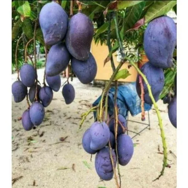 Black_Stone_Mango_Plant_+_Amrapali_Mango_Tree_Height_1.5-2_Feet_Live_Grafted_Hybrid_Variety_Black_Mango_King_Of_Fruits_Live_Plant_For_Home_Garden