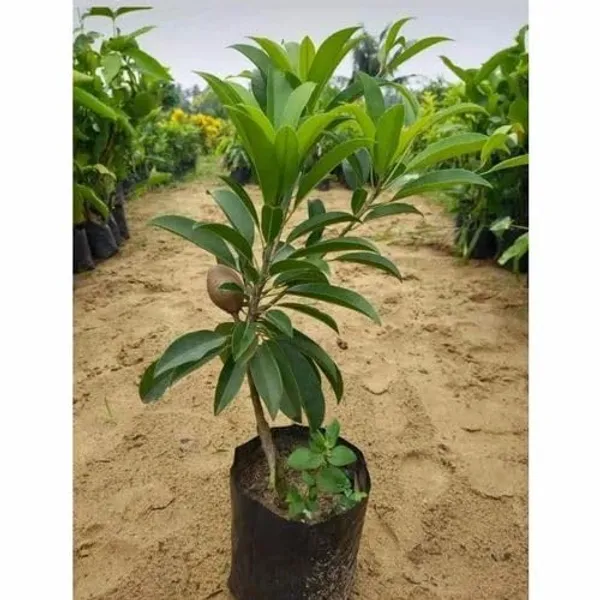 Sapota_Plant_Chikoo_Grafted_Plant_(Plant_Height_1.5-2_Feet)_Chiku_Tree_Sapota_Live_Plant_Hybrid_Healthy_Live_Fruit_Plant_For_Home_Garden