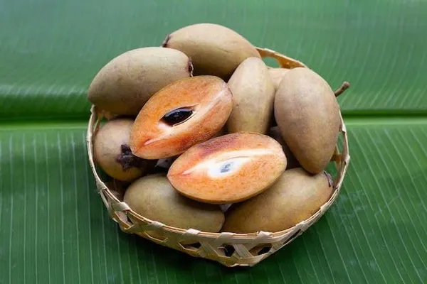 Sapota_Plant_Chikoo_Grafted_Plant_(Plant_Height_1.5-2_Feet)_Chiku_Tree_Sapota_Live_Plant_Hybrid_Healthy_Live_Fruit_Plant_For_Home_Garden