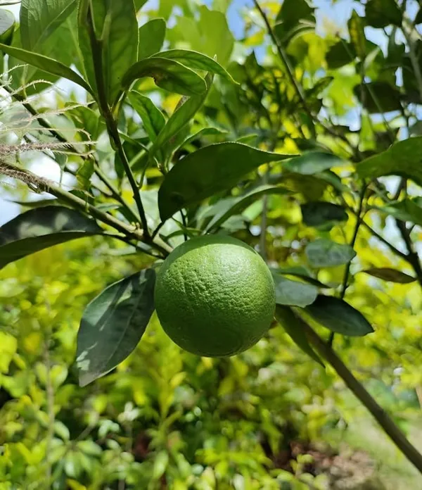 Bari_Malta_Grafted_Mosambi_Sweet_Lemon_Hybrid_Plant_For_Home_Garden
