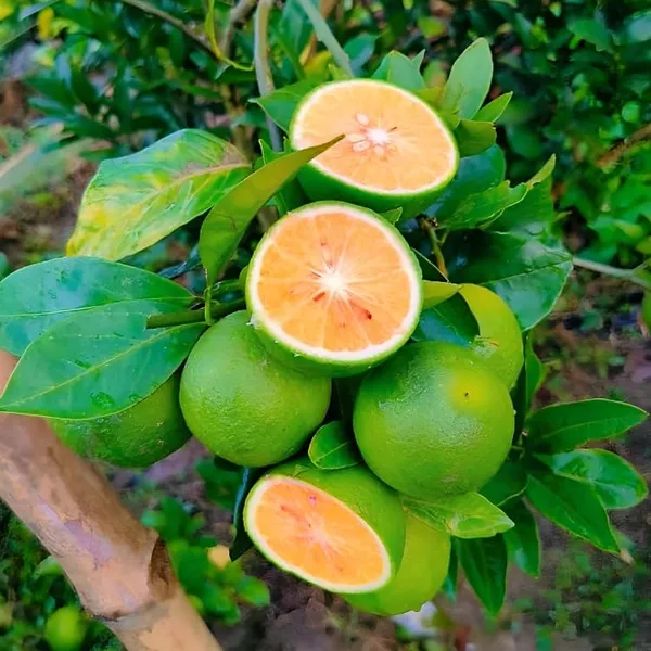Bari_Malta_Grafted_Mosambi_Sweet_Lemon_Hybrid_Plant_For_Home_Garden