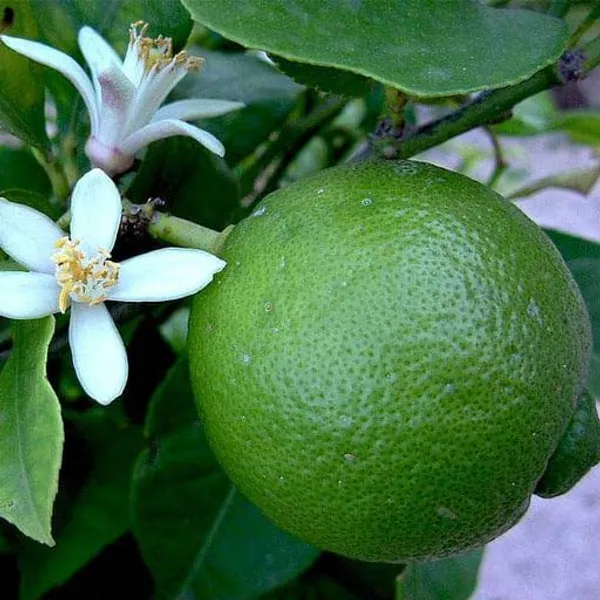 Bari_Malta_Grafted_Mosambi_Sweet_Lemon_Hybrid_Plant_For_Home_Garden