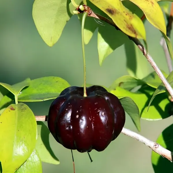 Black_Surinam_Cherry_Plant_Grafted/Clone_Type_Height_1.5-2_Feet_Hybrid_Super_Yielding_Early_Fruit_Black_Surinam_Cherry_Fruit_Plant'_Plant_For_Home_Garden