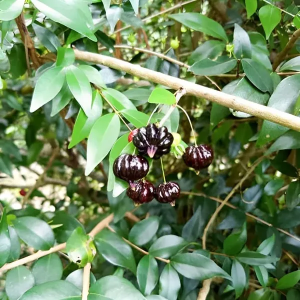 Black_Surinam_Cherry_Plant_Grafted/Clone_Type_Height_1.5-2_Feet_Hybrid_Super_Yielding_Early_Fruit_Black_Surinam_Cherry_Fruit_Plant'_Plant_For_Home_Garden