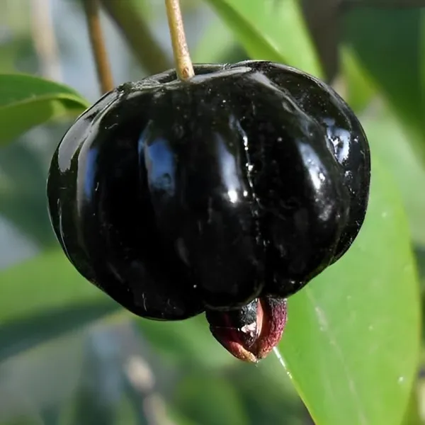 Black_Surinam_Cherry_Plant_Grafted/Clone_Type_Height_1.5-2_Feet_Hybrid_Super_Yielding_Early_Fruit_Black_Surinam_Cherry_Fruit_Plant'_Plant_For_Home_Garden