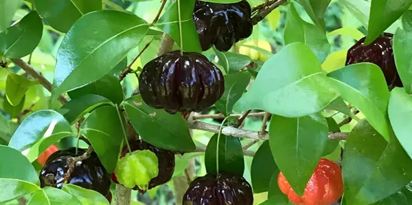 Black_Surinam_Cherry_Plant_Grafted/Clone_Type_Height_1.5-2_Feet_Hybrid_Super_Yielding_Early_Fruit_Black_Surinam_Cherry_Fruit_Plant'_Plant_For_Home_Garden