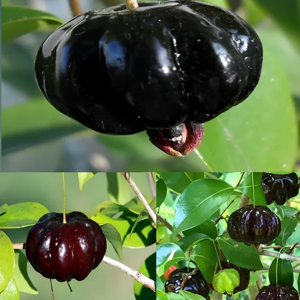 Black_Surinam_Cherry_Plant_Grafted/Clone_Type_Height_1.5-2_Feet_Hybrid_Super_Yielding_Early_Fruit_Black_Surinam_Cherry_Fruit_Plant'_Plant_For_Home_Garden