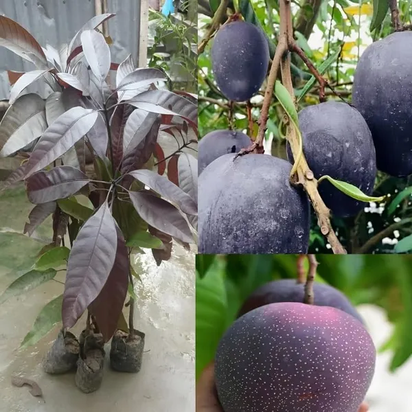 Indonesia_Black_Stone_Mango_Grafted_Plant_(Height_2-2.5_Feet)_Hybrid_(Fruit_After_1.5-2_Years)_Black_Mango_Plant_Grafted_Plant_For_Home_Garden_Black_Mango_Tree