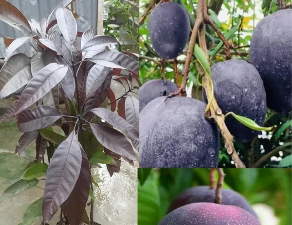 Indonesia_Black_Stone_Mango_Grafted_Plant_(Height_2-2.5_Feet)_Hybrid_(Fruit_After_1.5-2_Years)_Black_Mango_Plant_Grafted_Plant_For_Home_Garden_Black_Mango_Tree