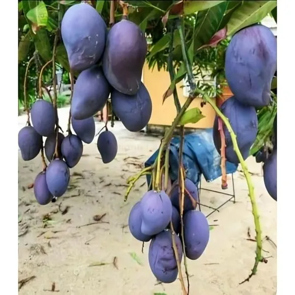 Indonesia_Black_Stone_Mango_Grafted_Plant_(Height_2-2.5_Feet)_Hybrid_(Fruit_After_1.5-2_Years)_Black_Mango_Plant_Grafted_Plant_For_Home_Garden_Black_Mango_Tree