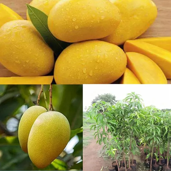 Jamadar_Mango_Plant_Amba_Fruit_Plant_Grafted_Hybrid_Mango_King_Of_Fruits_Mango_Tree_Plant_For_Home_Garden