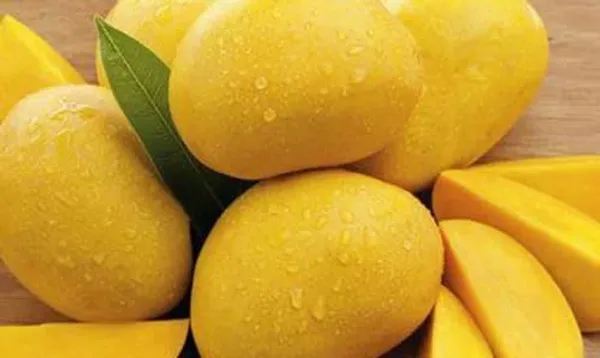 Jamadar_Mango_Plant_Amba_Fruit_Plant_Grafted_Hybrid_Mango_King_Of_Fruits_Mango_Tree_Plant_For_Home_Garden