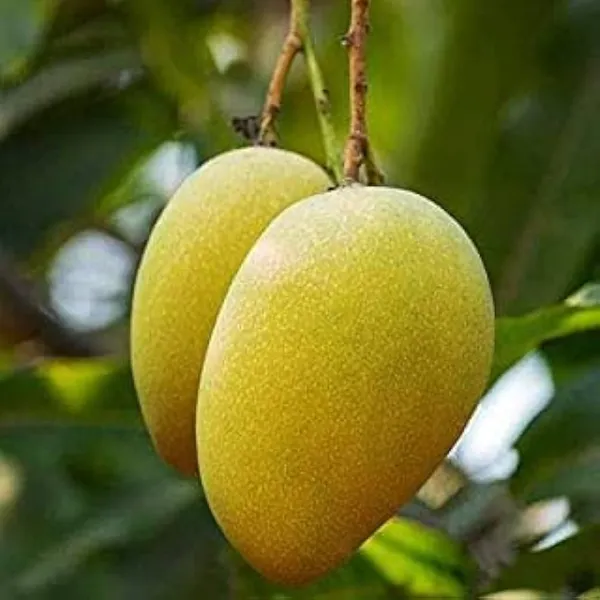 Jamadar_Mango_Plant_Amba_Fruit_Plant_Grafted_Hybrid_Mango_King_Of_Fruits_Mango_Tree_Plant_For_Home_Garden