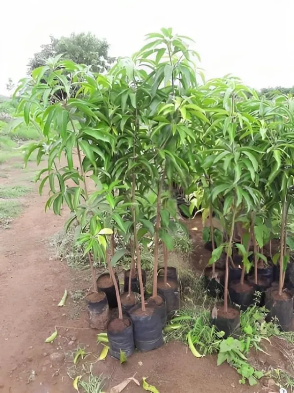 Jamadar_Mango_Plant_Amba_Fruit_Plant_Grafted_Hybrid_Mango_King_Of_Fruits_Mango_Tree_Plant_For_Home_Garden