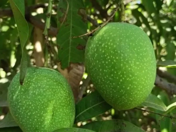 Jamadar_Mango_Plant_Amba_Fruit_Plant_Grafted_Hybrid_Mango_King_Of_Fruits_Mango_Tree_Plant_For_Home_Garden