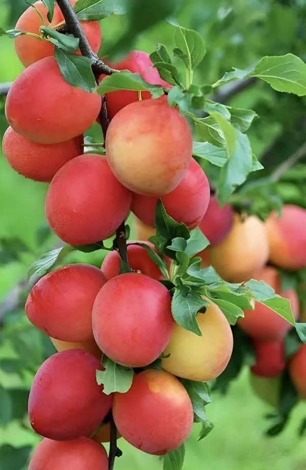 Combo_2Darjeeling_Orange_Live_Plant_+_Seedless_Apple_Ber_Plant_Grafted_Hybrid_Jujube_Live_Jujube'Fruit_Plant'_1.5-3_Feet_Height_Live_Plant_For_Home_Garden