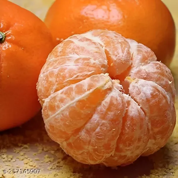 Combo_2Darjeeling_Orange_Live_Plant_+_Seedless_Apple_Ber_Plant_Grafted_Hybrid_Jujube_Live_Jujube'Fruit_Plant'_1.5-3_Feet_Height_Live_Plant_For_Home_Garden