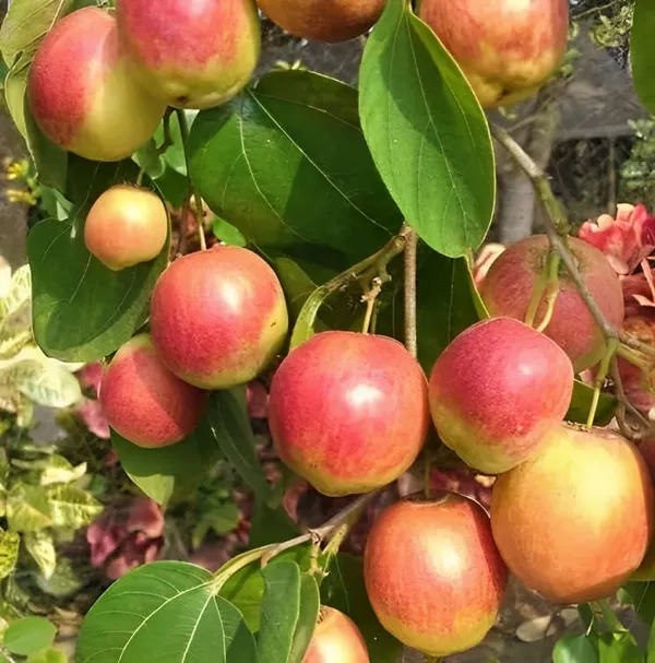 Combo_2Darjeeling_Orange_Live_Plant_+_Seedless_Apple_Ber_Plant_Grafted_Hybrid_Jujube_Live_Jujube'Fruit_Plant'_1.5-3_Feet_Height_Live_Plant_For_Home_Garden