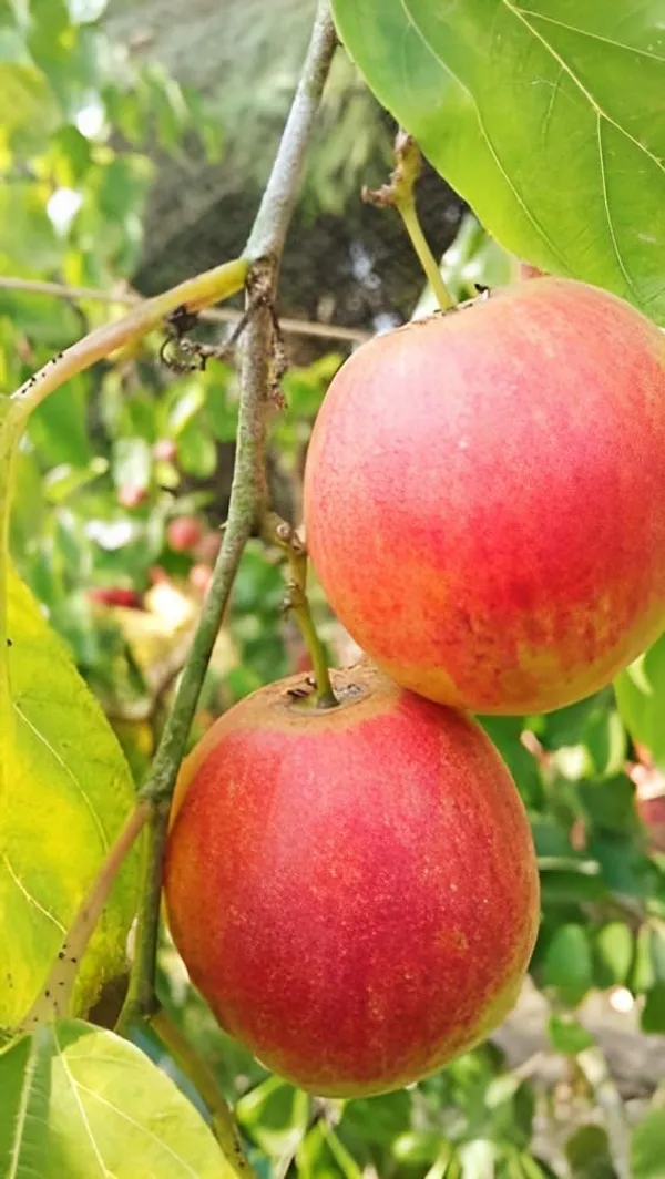 Combo_2Darjeeling_Orange_Live_Plant_+_Seedless_Apple_Ber_Plant_Grafted_Hybrid_Jujube_Live_Jujube'Fruit_Plant'_1.5-3_Feet_Height_Live_Plant_For_Home_Garden